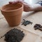 Unrecognizable aged woman with materials for planting  tomato seeds at home