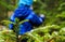 Unrecognizable boy in blue walking away from a spruce tree