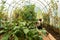 Unrecognizable children sitting in greenhouse among green plants with vegetables