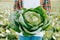 Unrecognizable close up against background of blurred vegetable field cabbage in hand farmer.