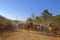 Unrecognizable cowboys with cows, cattle transport on the nature parkway in the Pantanal, Mato Grosso Do Sul, Brazil