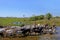 Unrecognizable cowboys with cows, cattle transport on the nature parkway in the Pantanal, Mato Grosso Do Sul, Brazil