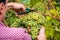 Unrecognizable Farm Worker Cutting White Grapes
