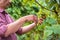 Unrecognizable Farm Worker Cutting White Grapes