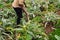 Unrecognizable farmer tilling the soil in a field