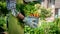 Unrecognizable female farmer holding crate full of freshly harvested vegetables in her garden. Homegrown bio produce.