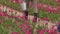 unrecognizable female gardener farmer legs walking among raws of red pink tulips