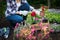 Unrecognizable female gardener holding beautiful flower ready to be planted in a garden. Gardening concept.