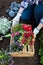 Unrecognizable female gardener holding beautiful flower ready to be planted in a garden. Gardening concept.