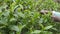 Unrecognizable female hands harvest tea at plantation in spring season. Local indian woman picking fresh leaves from