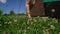 Unrecognizable female person mowing lawn with clovers in yard. Gimbal motion