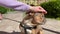 Unrecognizable female person petting charming brown Bulldog outdoors