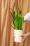 Unrecognizable florist woman holding a pot with sansevieria moonshine plant