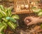 Unrecognizable gardener`s hand planting hyacinths in autumn in the garden