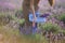 Unrecognizable girl collecting lavender harvest into basket..