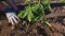 Unrecognizable gloved hands plant a tomato bush in a bed. Growing vegetables