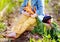 Unrecognizable little boy holding a bunch of fresh organic carrots in domestic garden