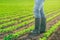 Unrecognizable male farmer standing in soybean plants rows