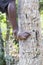 Unrecognizable man climbing a tree