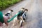 Unrecognizable man walking three dogs on a dry dusty road