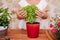 Unrecognizable middle age woman working with plants outdoors, gardening concept. Nature