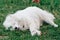 Unrecognizable owner asking to execute commands his white samoeyd outdoor at nature.  Lovely purebred puppy lying on grass.  Man