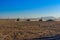 Unrecognizable people driving buggies during safari trip at sunset in Arabian desert not far from the Hurghada city, Egypt