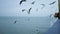 Unrecognizable people feed seagulls with bread from the shore of a ship, ferry, boat.