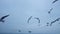 Unrecognizable people feed seagulls with bread from the shore of a ship, ferry, boat.