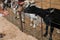 Unrecognizable people giving food to goats behind a fence