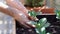 Unrecognizable person placing a vegetable seedling into  a raised bed