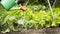 Unrecognizable person pouring water on blooming green cabbage with watering can. Anonymous gardener watering bed with