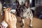 Unrecognizable person stretches out his hands to cute French bulldog standing on table to stroke. Healthy pets.