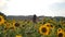 Unrecognizable pretty girl standing among big field with blooming sunflowers and raising hands. Young woman having relax