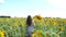 Unrecognizable pretty girl walking among yellow sunflower field. Young woman in dress going through meadow enjoying