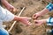 Unrecognizable senior couple hands, planting potatoes into the g