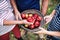 An unrecognizable senior people holding a basket full of apples in orchard.