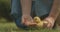 Unrecognizable senior woman feeding baby duckling outdoors. Female Caucasian hands holding bird and corn. Cinema 4k