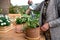 Unrecognizable senior woman gardening on balcony in summer, watering plants.