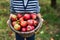 An unrecognizable small boy holding a basket full of apples in orchard.