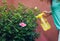 unrecognizable woman applying aphid killer to a pink hibiscus