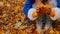 Unrecognizable woman collects autumn leaves in forest. Body part of female choosing beautiful yellow leaves in autumn