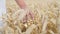 Unrecognizable woman gently touches growing wheat at golden sunset. Carefree female walking along a crop field is