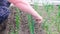 Unrecognizable woman ripping out weeds in a garden using her hands.