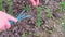 Unrecognizable woman ripping out weeds in a garden using her hands.