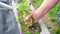 Unrecognizable woman ripping out weeds in a garden using her hands.