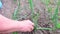 Unrecognizable woman ripping out weeds in a garden using her hands.