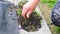 Unrecognizable woman ripping out weeds in a garden using her hands.