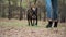 Unrecognizable woman walking a mixed breed dog at a pine forest.