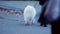 Unrecognizable woman walks down the street with a large white shaggy dog